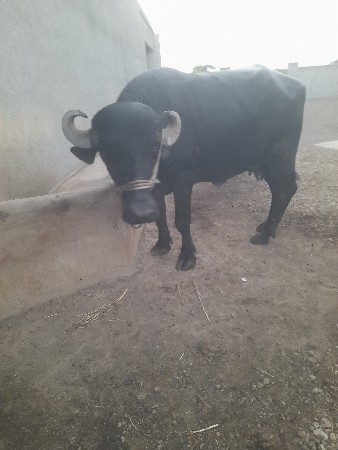 ભેંસ વેચાવાની છે