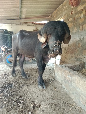 પાડો વેચવા છે.