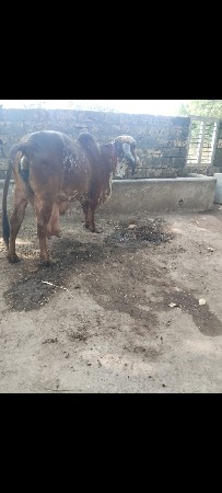 ગીર ગાય વેચવાની છે