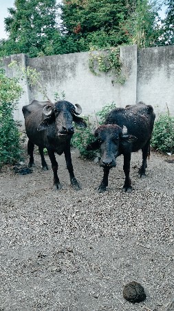 આ બે ખડોલા વેચવાના છે