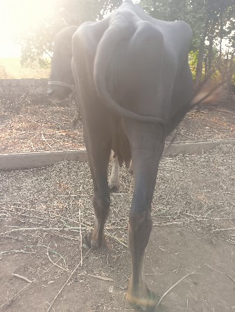 ભેંસ વેચવાની છે