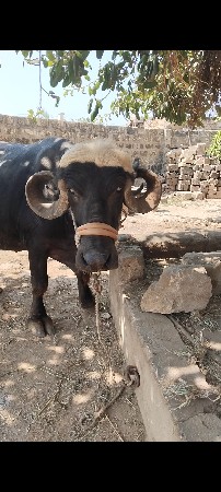 આ ભેસ વેચવાની છે