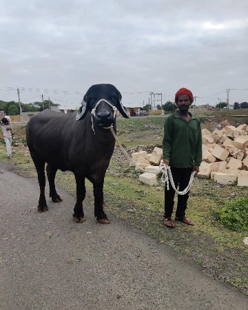 ૨ ખડેલી યુ ના સાટા મા વસેરી કે ઘોડી