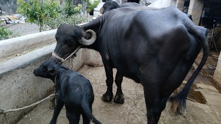 ભેંસ વેચવાની છે