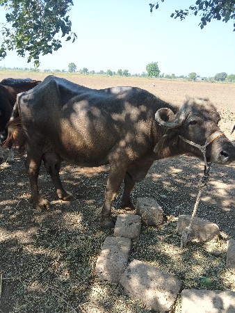 ભેસવેચવાનીછેભૂરીભેસછે80હજાર