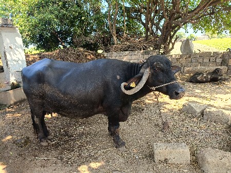 ભૅશ વૅચવાની છૅ