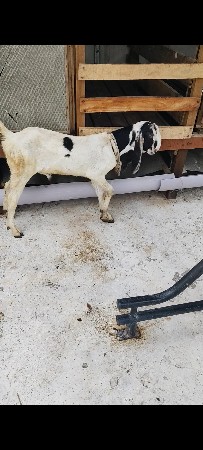 kota nasal na bakra