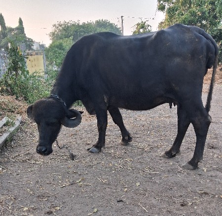 kadeli vechvani che