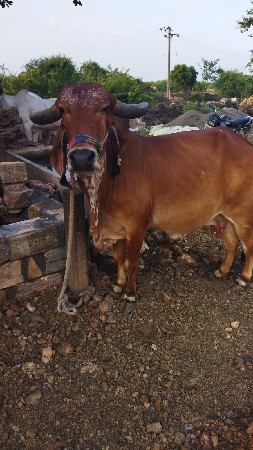 ગાય વેચવાની છે