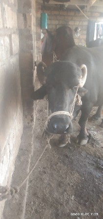 ભેસવેસવાનીછે