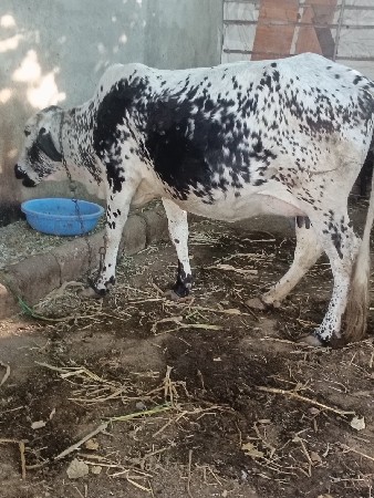 ગાય વેચવાની છે