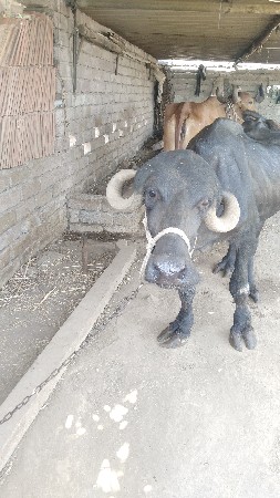 ખળેલી વેચવાની છે
