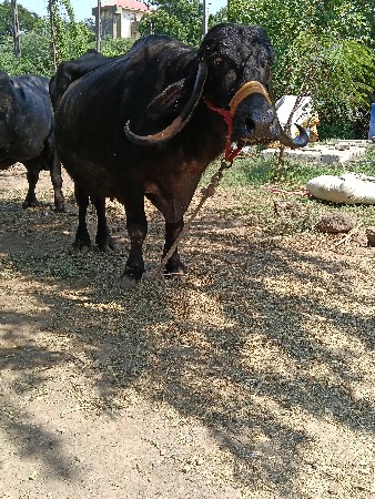 ભેંસ વેચવાની છે
