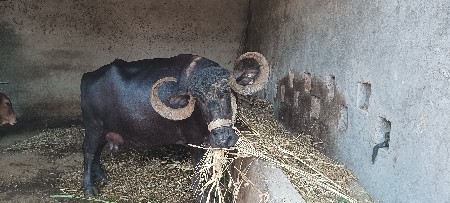 ભેંસ વેચવાની છે