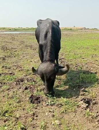 ખળેલી વેચવાની છે