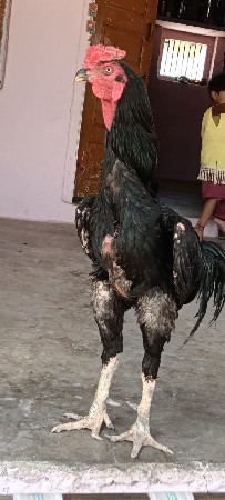 વેચવાના છે