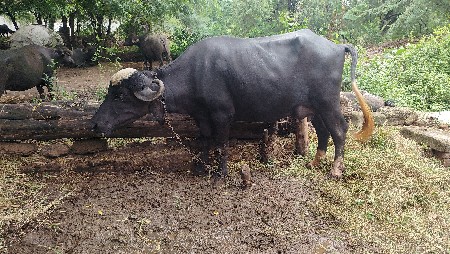 ભેંસ વેચવાની છે