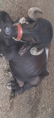 ભેંસ વેચવાની છે