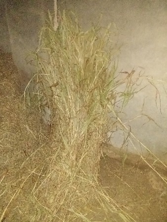 જુવારનો ચારો