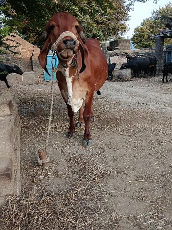 વેચવાનિ છે