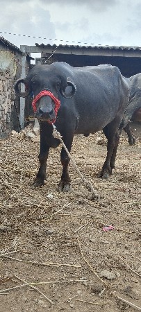 જાફરી પાડો વેચવાનો છે