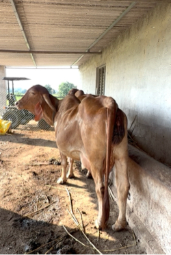 વેચવાની 6e