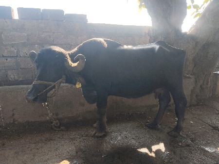 ભેંસ વેચવાની છે