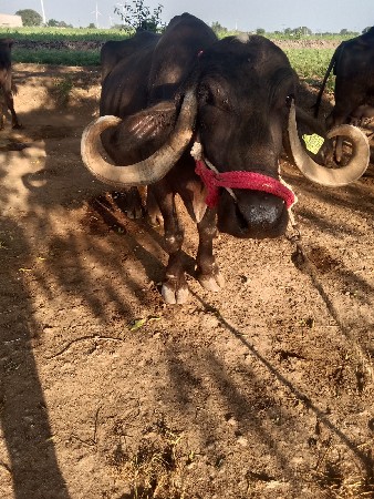 ભેસ