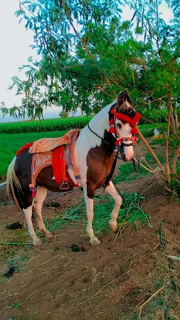 ઘોડી વેચવાની છે