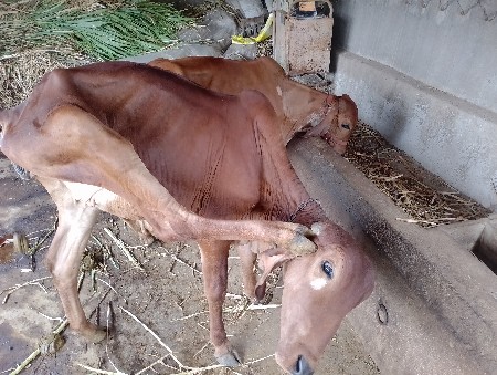 2 હોડકા સે ગીર નસ્લ માંથી