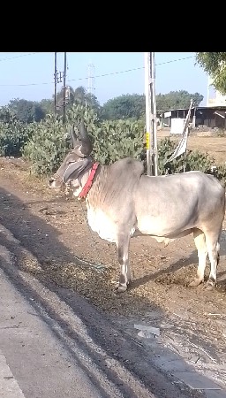 કેશોદ જુનાગઢ કેશોદ જુનાગઢ