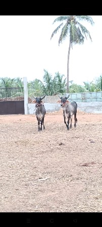 વઢિયારા