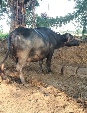 ભેંસ વેચવા ની છે