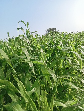મકાય વેચવાની છે