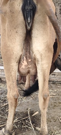gay vechvani