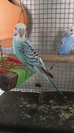 બજરી પોપટ