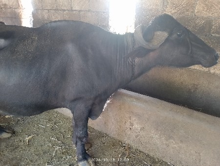 ભેંસ વેચવાની છે