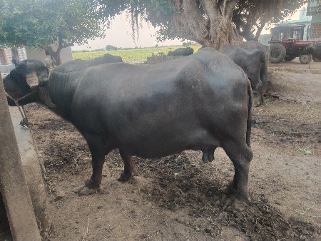 ચોથો વેતર