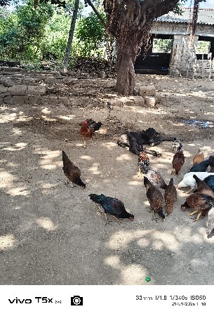 દેસી મુરઘા વેચવા ના