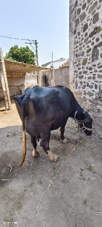 ભેંસ