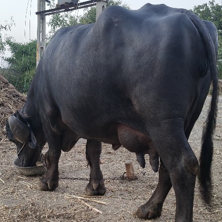 જાફરાબાદી ભેંસ વેચવાની છે