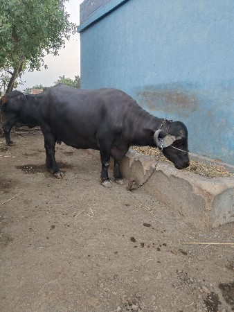 bhesh વેચવાની che