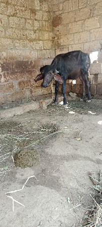 પાડીવેશવાનીછેએકવરશનીછેજાફરાબાદી