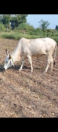 પેલું વેતર