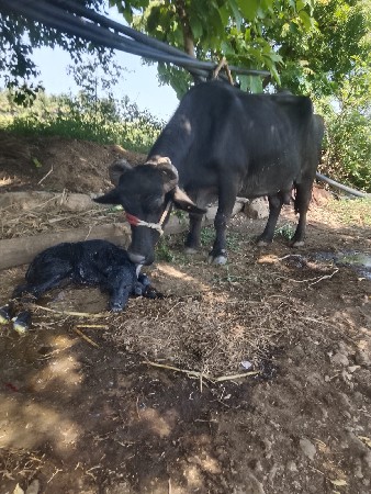 ભેશ વેસવાની છે