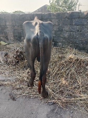 ઓરીજનલ દેશી પાડો વેચવાનો છે ફોટો