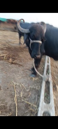 આ ખરેલી વેચવાની છે