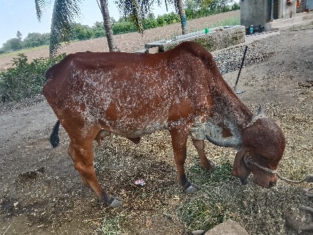 ગાય વેચવાની છે