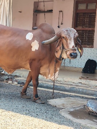 ગાય