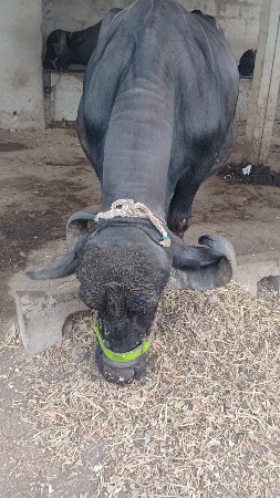 ભેશ